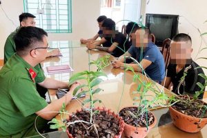 Công an cảnh báo bẫy hoa lan đột biến