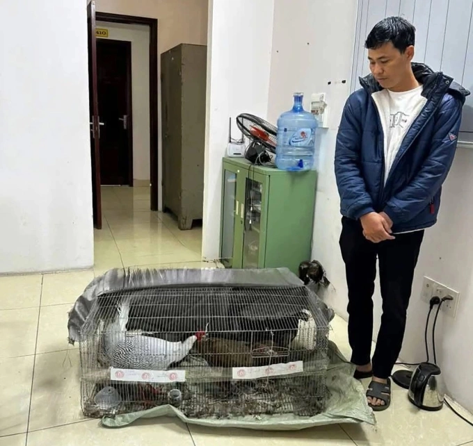 Tòa phúc thẩm xét lại bản án người bán gà lôi trắng bị phạt 6 năm tù 2 Tòa phúc thẩm xét lại bản án người bán gà lôi trắng bị phạt 6 năm tù